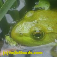 /home//u458753944/public_html/sourcegallery//Frogs/More bullfrogs/P7150859.JPG